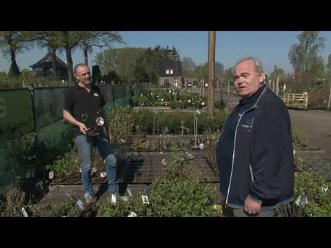 Oneindig veel Hortensia's