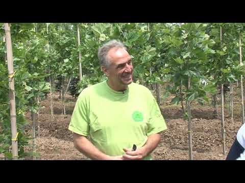 Rhododendrons plukken en houtsnippers