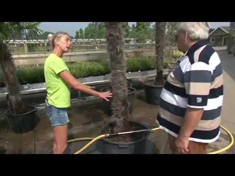 Palmbomen en zuilvormen