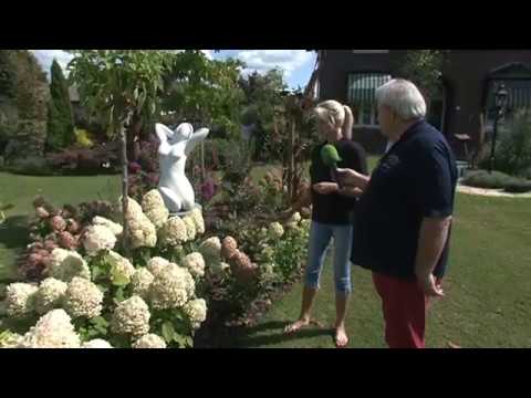 Hortensia bijknippen