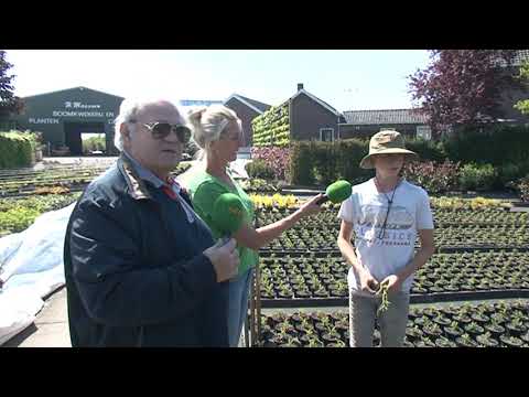 Lavendel Groeit Al Snel