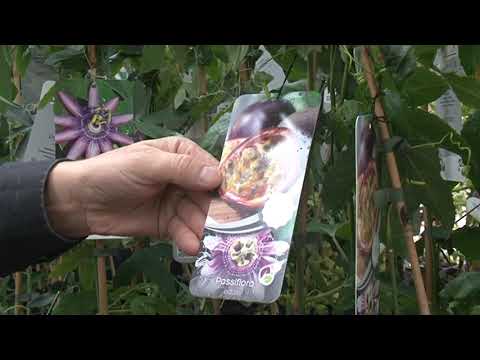 Veel Nieuwe Klimplanten