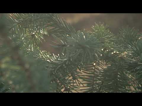 Italiaanse Kerstboom